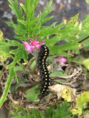 Tenthredinoidea