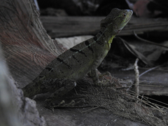 Basiliscus plumifrons