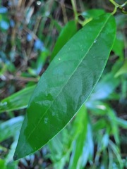 Litsea acuminata