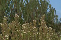 Leucadendron linifolium