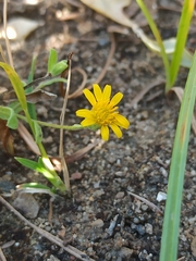 Pulicaria paludosa