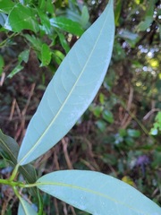 Litsea acuminata