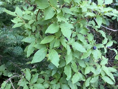 Vaccinium membranaceum