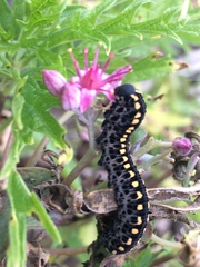 Tenthredinoidea