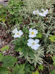 Anemoneae