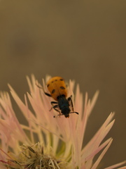 Trichodes octopunctatus