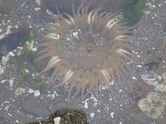 Anthopleura