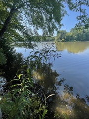 Vernonia noveboracensis