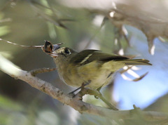Vireo huttoni