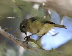 Vireo huttoni