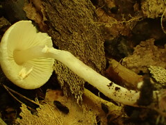 Lepiota cristata