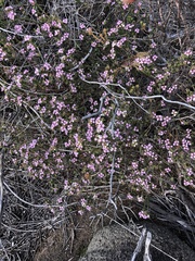 Euchaetis diosmoides