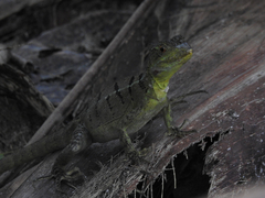 Basiliscus plumifrons