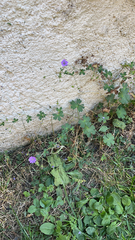 Geranium pyrenaicum