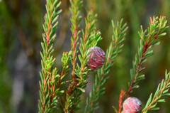 Leucadendron linifolium