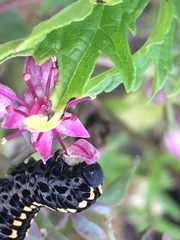 Tenthredinoidea