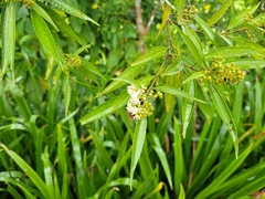 Miconia sellowiana