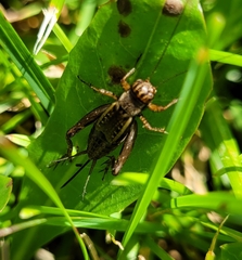 Allonemobius fasciatus