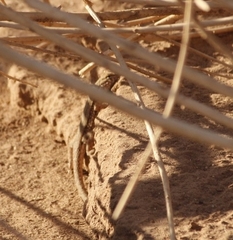Uta stansburiana elegans