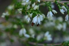 Erica imbricata