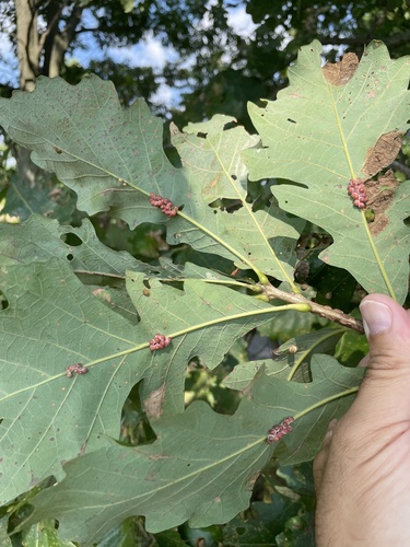 Clustered Midrib Gall Wasp photo 6