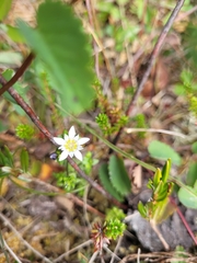 Gentiana douglasiana