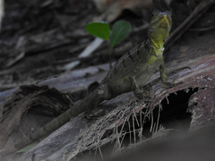 Basiliscus plumifrons