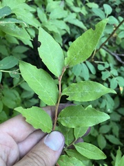 Vaccinium membranaceum