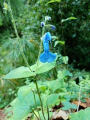 Salvia patens