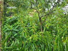 Miconia sellowiana