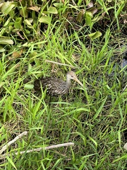 Aramus guarauna