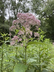 Eutrochium purpureum