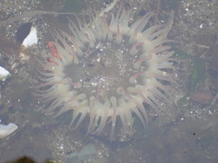 Anthopleura