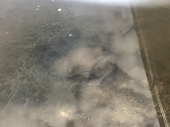 Lithobates catesbeianus