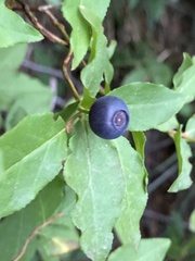 Vaccinium membranaceum