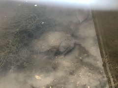 Lithobates catesbeianus