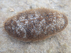 Actinopyga echinites