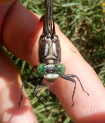 Dromogomphus spinosus