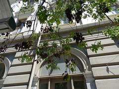 Brachychiton populneus