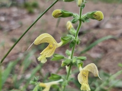 Salvia glutinosa