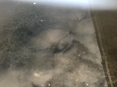 Lithobates catesbeianus