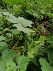 Cucurbita argyrosperma
