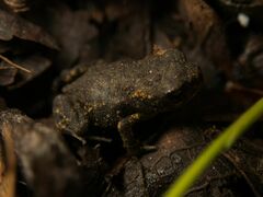 Bufo spinosus
