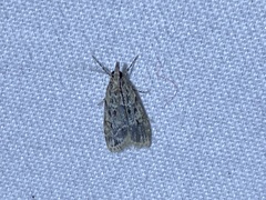 Eudonia heterosalis