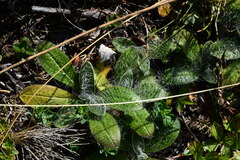 Pilosella aurantiaca