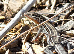 Aspidoscelis hyperythrus