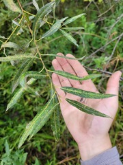 Salix petiolaris