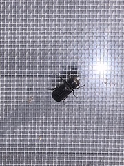 Apatides fortis