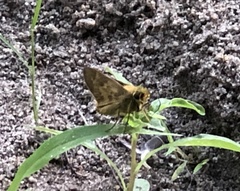 Atalopedes campestris
