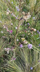 Cirsium palustre